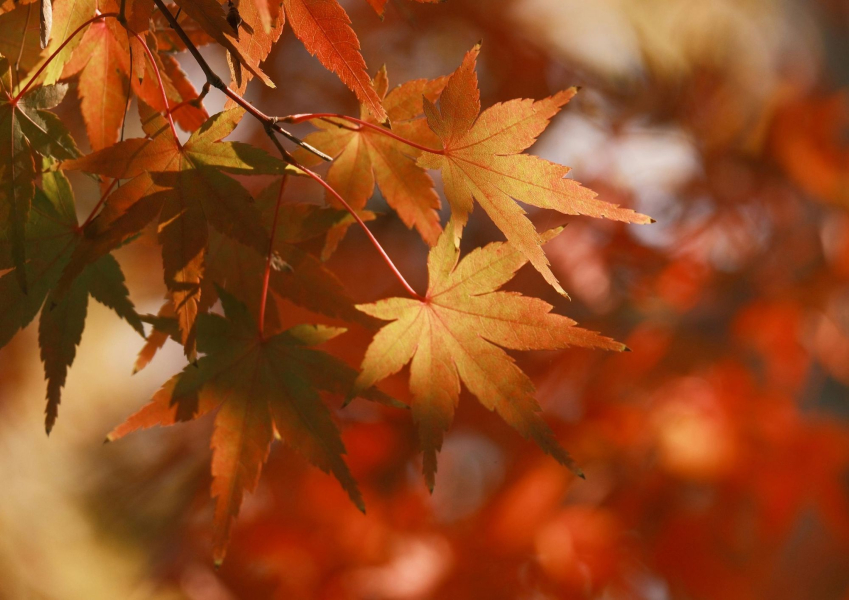Provoz SVČ 28/10 - 30/10 2026